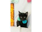 Adopt Bruno Madrigal a All Black Domestic Shorthair / Mixed (short coat) cat in