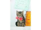 Adopt Luisa Madrial a Brown Tabby Domestic Shorthair / Mixed (short coat) cat in