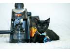 Adopt Macchiato a All Black Domestic Shorthair / Mixed (short coat) cat in