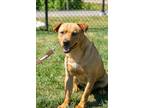 Adopt Curly a Tan/Yellow/Fawn - with White Labrador Retriever / Mixed dog in