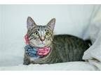Adopt Sam(antha) a Brown Tabby Domestic Shorthair / Mixed (short coat) cat in