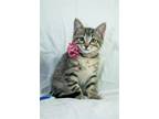 Adopt Hettie a Brown Tabby Domestic Shorthair / Mixed (short coat) cat in