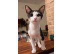 Adopt Bane a Black & White or Tuxedo Domestic Shorthair / Mixed (short coat) cat