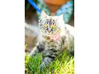 Adopt Apple a Brown Tabby Domestic Mediumhair / Mixed (medium coat) cat in