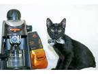 Adopt Cortado a All Black Domestic Shorthair / Mixed (short coat) cat in Little