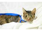 Adopt America a Brown Tabby Domestic Shorthair / Mixed (short coat) cat in