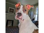 Adopt Gunter a Brindle - with White Terrier (Unknown Type