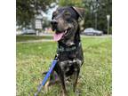 Adopt Mocha - FOSTER NEEDED a Black Labrador Retriever / Mixed dog in Phoenix