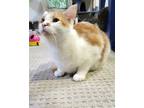 Adopt Fritter a Orange or Red Tabby Domestic Shorthair / Mixed cat in Rochester