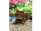 Adopt Lionel a Brown Tabby Domestic Shorthair / Mixed (short coat) cat in