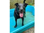 Adopt Rugby a Black Staffordshire Bull Terrier / Labrador Retriever / Mixed dog