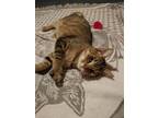Adopt Janet a Brown Tabby Domestic Shorthair / Mixed (short coat) cat in