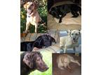 Adopt Foster Dog Blog a Labrador Retriever / Mixed dog in Warrington
