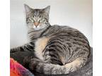 Adopt Penny a Domestic Shorthair / Mixed cat in Battle Ground, WA (37614498)