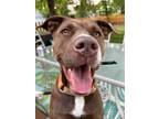 Adopt Coco - Foster a American Staffordshire Terrier / Mixed dog in Grand