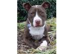 Adopt Riblett a Brown/Chocolate - with White Pit Bull Terrier / Mixed dog in