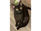 Adopt Mirabel a All Black Domestic Shorthair / Mixed (short coat) cat in