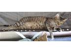 Adopt Lennon a Brown Tabby Domestic Shorthair / Mixed (short coat) cat in