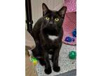 Adopt Santana a Black & White or Tuxedo Domestic Shorthair / Mixed cat in