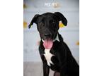 Adopt Moe Moe a Black - with White Pointer dog in Littleton, CO (37596136)