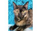 Adopt CHEWI a Tortoiseshell Domestic Shorthair / Mixed (short coat) cat in