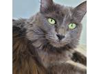Adopt Kaly a Gray or Blue Domestic Longhair (long coat) cat in Orlando