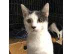 Adopt Little Nicky (AC) a Gray or Blue (Mostly) Domestic Shorthair / Mixed
