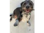 Adopt Sophie a Standard Schnauzer / Mixed dog in Houston, TX (37747484)