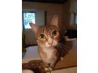 Adopt Spark (young adult female) a Domestic Short Hair