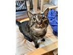 Adopt Duchess Samantha von Wigglebottom a Brown Tabby Domestic Shorthair / Mixed