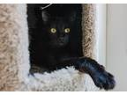 Adopt Harlequin a Domestic Shorthair / Mixed cat in Fresno, CA (37653279)