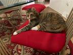 Adopt Kate a Brown Tabby Domestic Shorthair / Mixed (short coat) cat in
