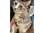 Adopt Kenny a Gray or Blue (Mostly) Domestic Shorthair / Mixed (short coat) cat