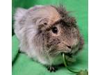 Adopt Winston a Silver or Gray Guinea Pig (short coat) small animal in Highland