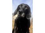 Adopt BLACK VIOLET a Black Labrador Retriever / Hound (Unknown Type) / Mixed dog