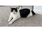Adopt Ross the Boss a Black & White or Tuxedo Domestic Shorthair / Mixed (short