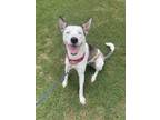 Adopt Kacy a Gray/Silver/Salt & Pepper - with White Siberian Husky / Catahoula