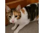 Adopt Ruby a Calico or Dilute Calico Calico / Mixed (short coat) cat in