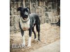 Adopt Bear a Black - with White American Pit Bull Terrier / Labrador Retriever /