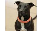 Adopt LUNA a Black American Staffordshire Terrier / Mixed Breed (Medium) / Mixed