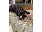 Adopt Shilo (REDUCED FEE) a Brindle Labrador Retriever / Mixed dog in Tracy