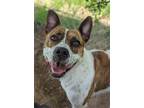 Adopt Pippa a Brindle - with White Terrier (Unknown Type