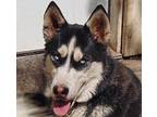 Adopt Dixie a Black - with White Siberian Husky / Mixed dog in San Juan