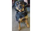 Adopt Tiberius a Black Rottweiler / Mixed dog in LaHarpe, KS (37745085)