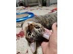Adopt Estelle a Gray, Blue or Silver Tabby Domestic Shorthair / Mixed (short