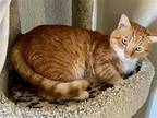 Adopt Nikroo a Orange or Red (Mostly) Domestic Shorthair / Mixed (short coat)