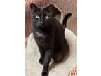 Adopt Katie a All Black American Shorthair / Mixed cat in Maywood, IL (37739977)