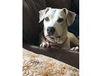 Adopt Penny a Tan/Yellow/Fawn American Pit Bull Terrier / Mixed dog in Kansas