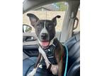 Adopt Bonbon a American Staffordshire Terrier, Mixed Breed
