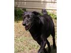 Adopt Shy a Black Hound (Unknown Type) / Mixed dog in Shreveport, LA (17449363)